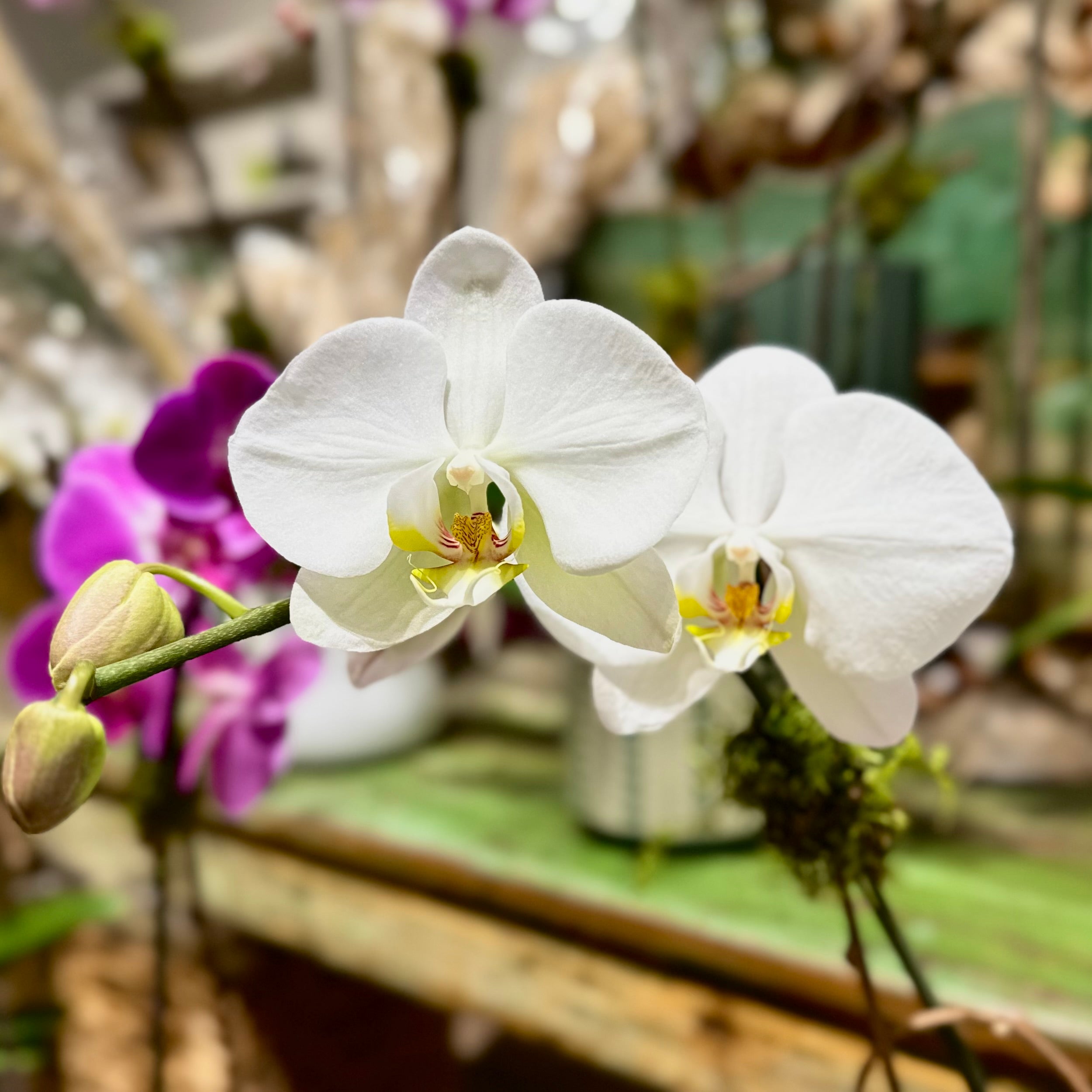 Orchid Plants Near Me and Popular Varieties Found in Local Florals